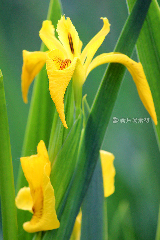 黄鸢尾花(黄旗/水旗)，鸢尾伪菖蒲图像